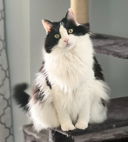 Entry image for Milo . Clicking this image will show a larger photo