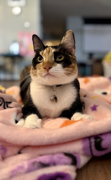 Entry image for Poppy . Clicking this image will show a larger photo