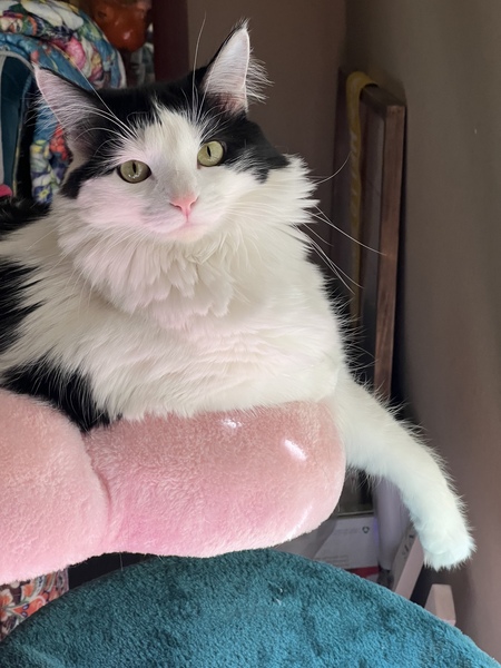 Entry image for Penny. Clicking this image will show a larger photo