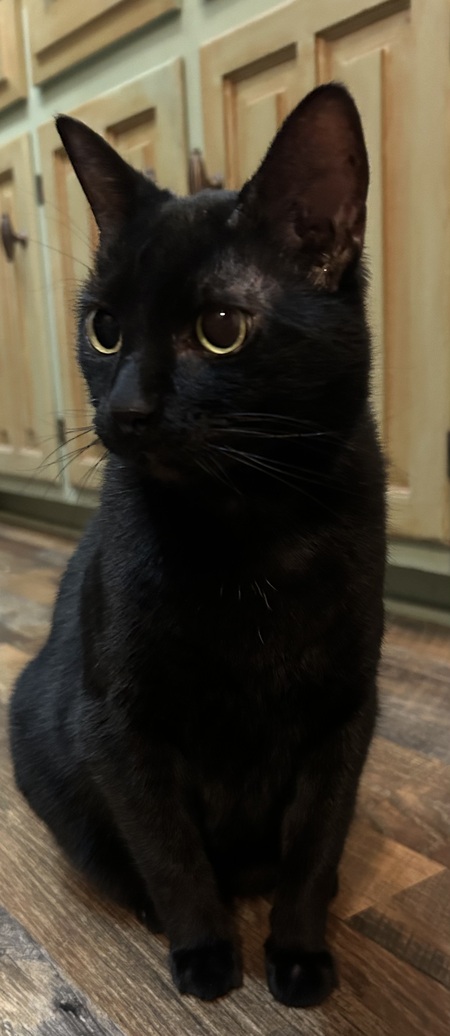 Entry image for Elizabeth Taylor aka Lizzie. Clicking this image will show a larger photo