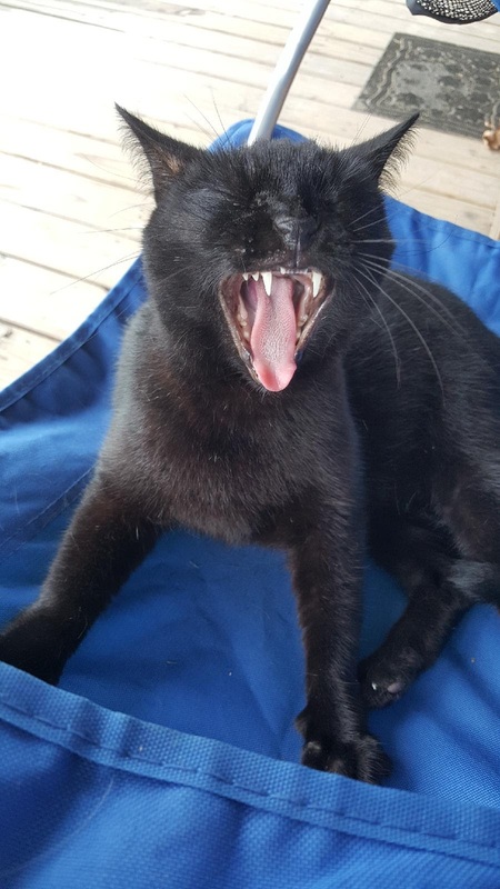 Entry image for BenBen. Clicking this image will show a larger photo