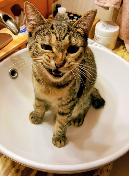 Entry image for Daphne. Clicking this image will show a larger photo