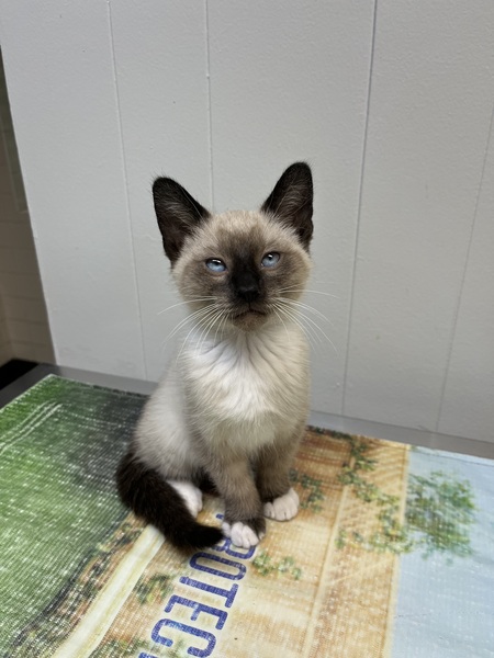 Entry image for Zacc . Clicking this image will show a larger photo