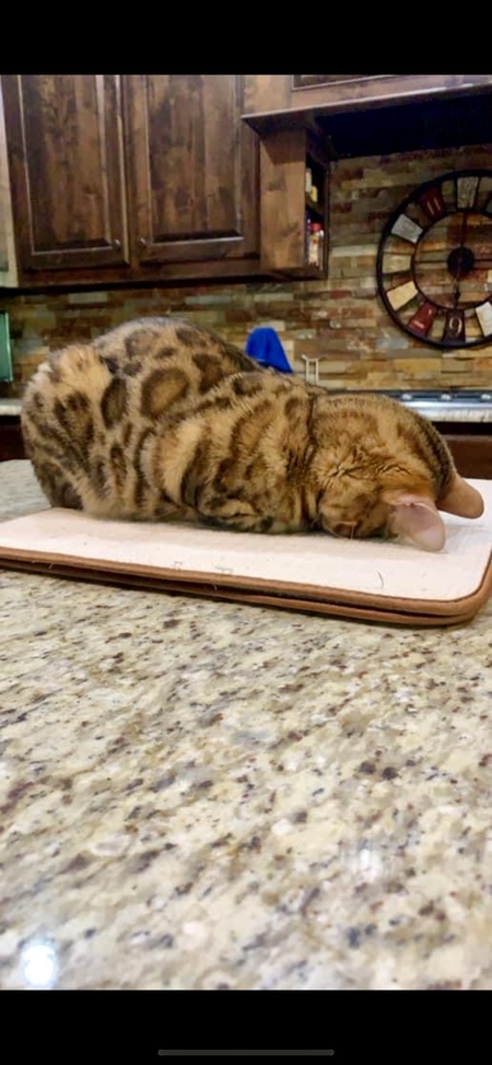 Entry image for Pixi aka Tooty . Clicking this image will show a larger photo