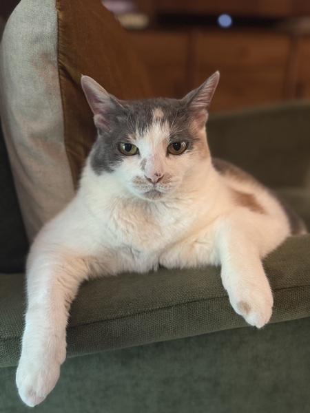 Entry image for Tiny. Clicking this image will show a larger photo