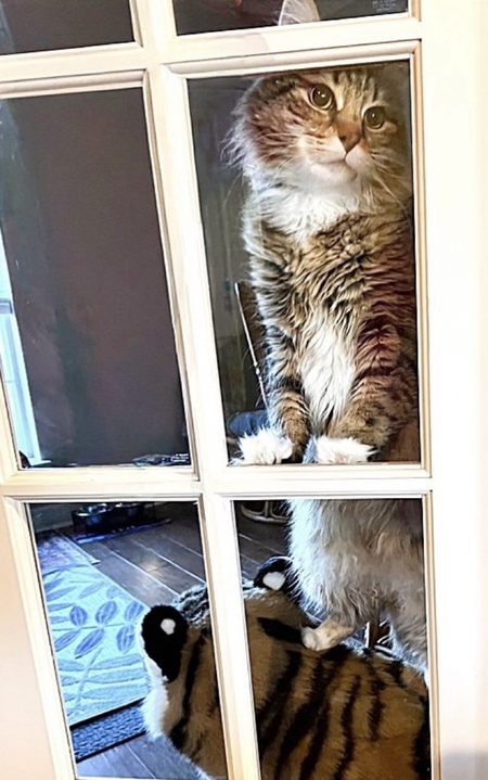 Entry image for LEO. Clicking this image will show a larger photo