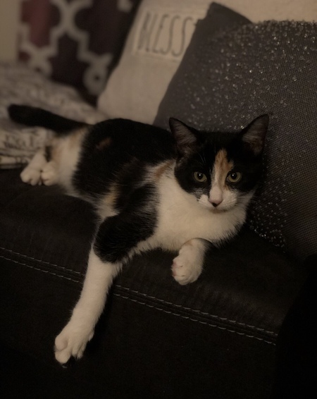 Entry image for Finley Grace. Clicking this image will show a larger photo