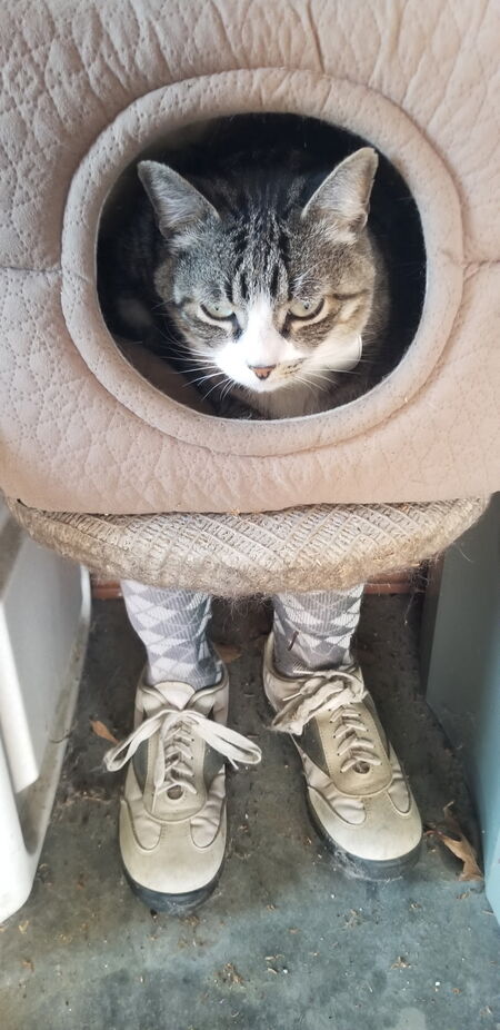 Entry image for Django. Clicking this image will show a larger photo