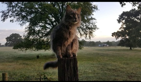 Entry image for Tom. Clicking this image will show a larger photo