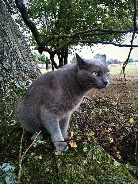 Entry image for Gregory . Clicking this image will show a larger photo