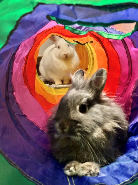 Snowball and Poppy