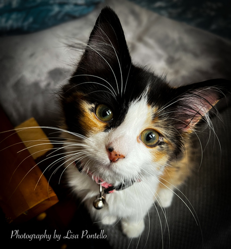 Penny