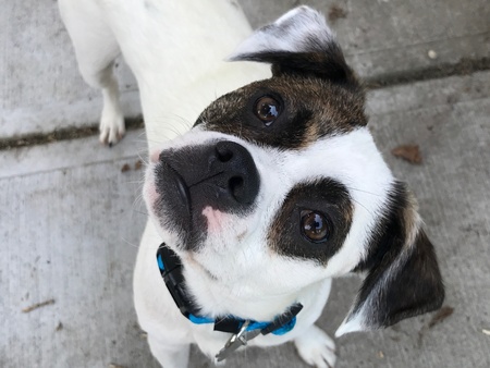 Milo