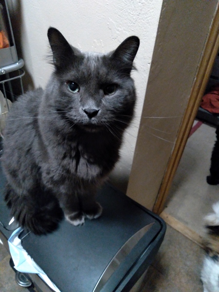 Mr Teddy Squeakers 