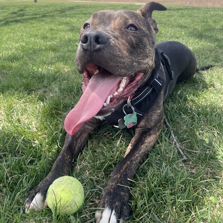 Duke