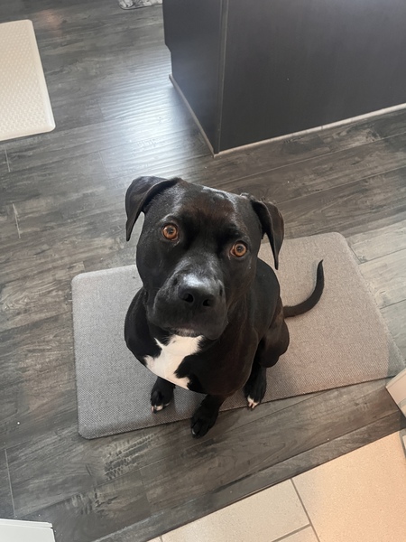 Hank