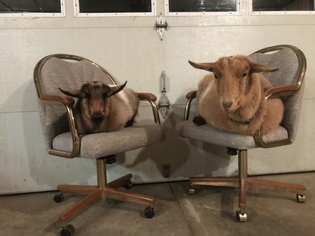 Peanut and Snickers 