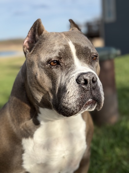 Delilah 