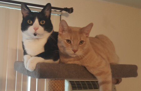 Biscuit & Chai