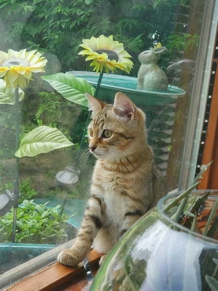 Lily