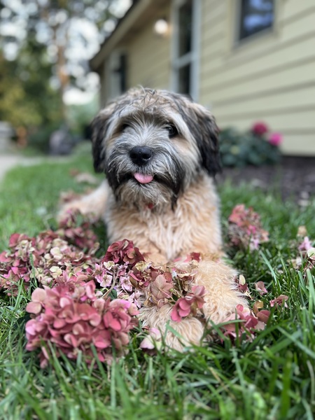 Teddy