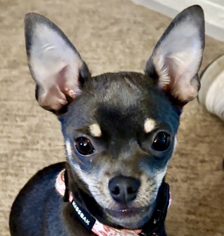 Fifi