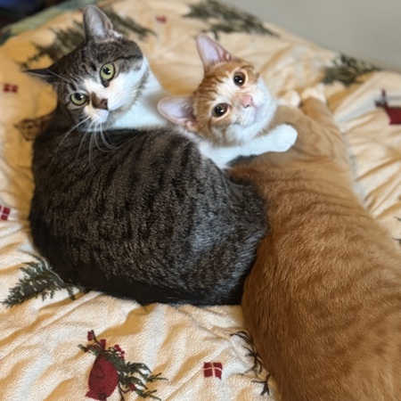 Pickles and Cheddar