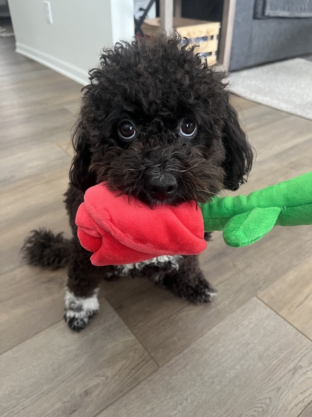 Bella