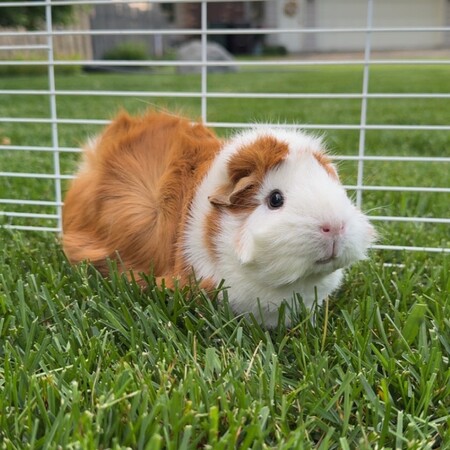 Rosie