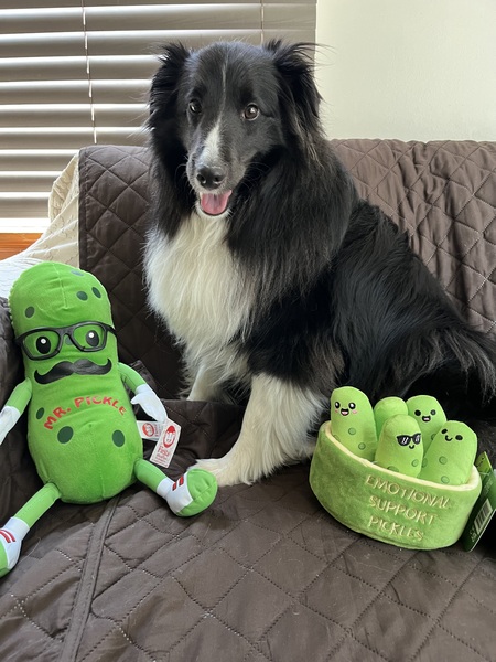 Mr Pickles