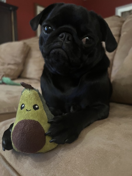 Gizmo