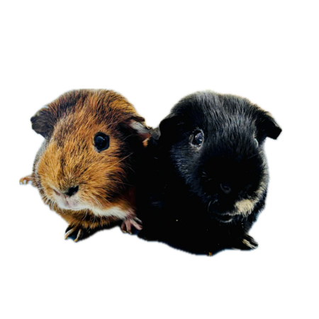 Peanut and Pacey