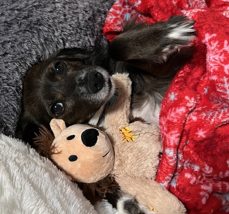 Alfie