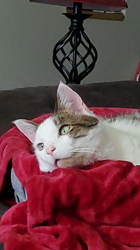 Sir Kitty Bew Bew Face