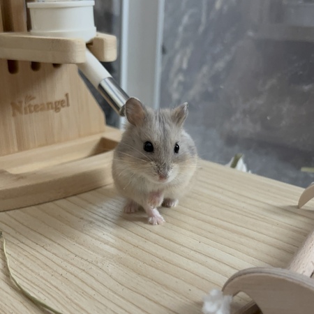 Entry image for Neptune. Clicking this image will show a larger photo