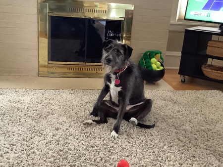 Gracie