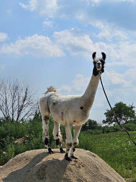 Entry image for ChoCo!. Clicking this image will show a larger photo