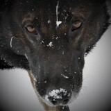 Entry image for Mako Von Der Haus Sossoman   (Mako)