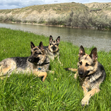 Entry image for Heidi, Guenther and Rocket
