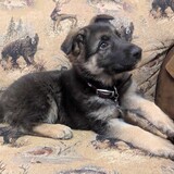 Entry image for Classic Puppy