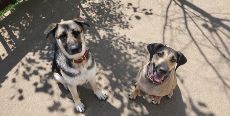 Lady & Hazel 