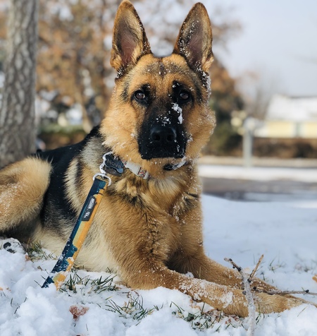 Nova