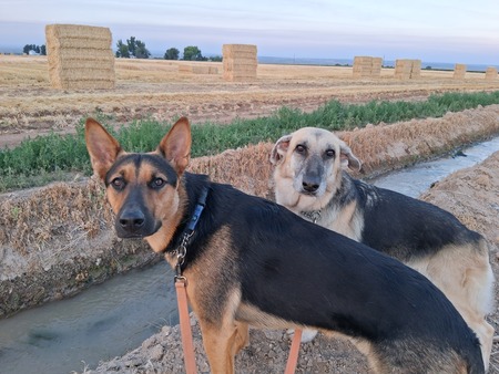 Gage & Piper