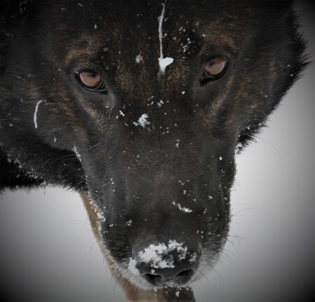 Entry image for Mako Von Der Haus Sossoman   (Mako). Clicking this image will show a larger photo