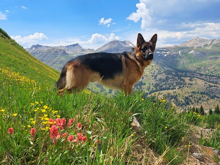 Entry image for Montana. Clicking this image will show a larger photo