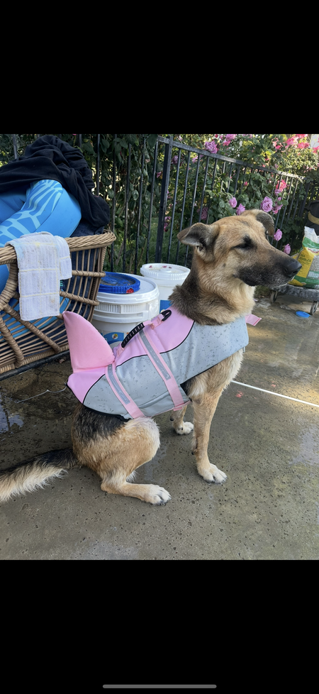 Entry image for Lola. Clicking this image will show a larger photo