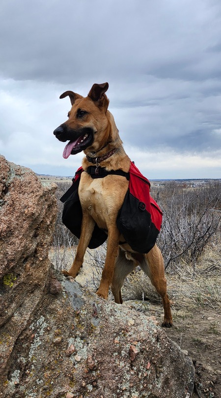 Entry image for Ludo. Clicking this image will show a larger photo
