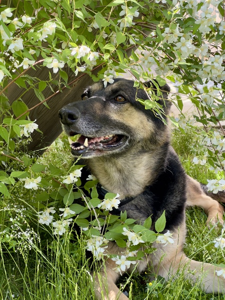 Entry image for Callie. Clicking this image will show a larger photo