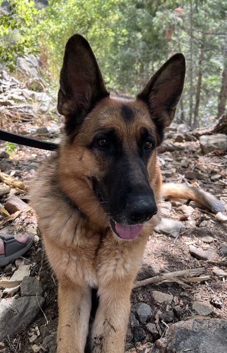 Entry image for Kaya. Clicking this image will show a larger photo