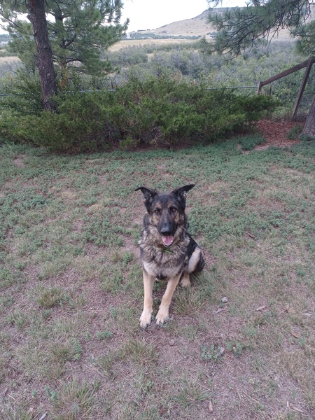 Entry image for Jaeger. Clicking this image will show a larger photo